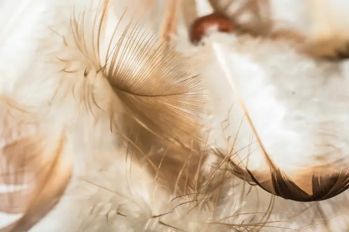 photo de plumes sur fond blanc